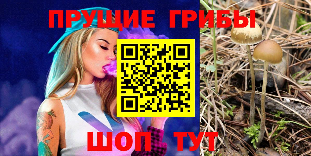Галлюциногенные грибы Psilocybine cubensis Полевской